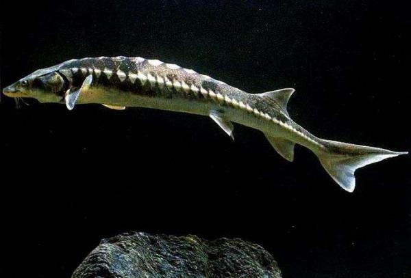 釣到這些魚，就趕緊放生吧，國家一二級保護野生魚類大全