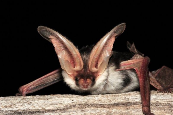 34張罕見動物照：烏龜衝上岸把鳥兒拖下水，山羊大口吞食小雞仔