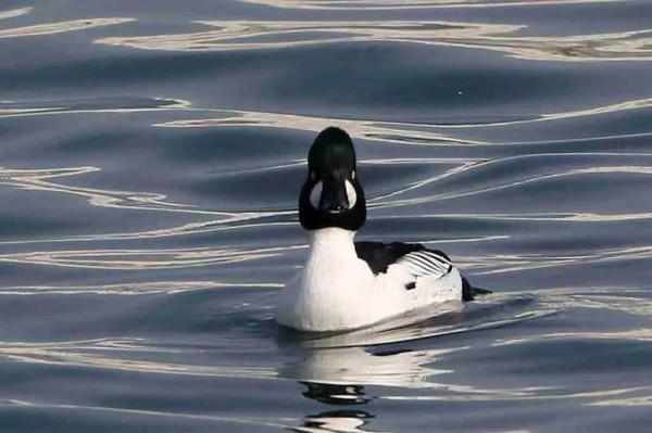 溼地鵲鴨亦風采