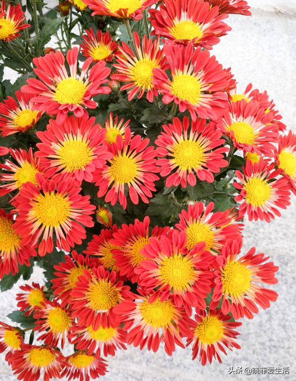 富貴吉祥慶中秋,花好月圓人團圓,5種“中秋花”,快來認識一下 富貴吉祥慶中秋,花好月圓人團圓,5種“中秋花”,快來認識一下