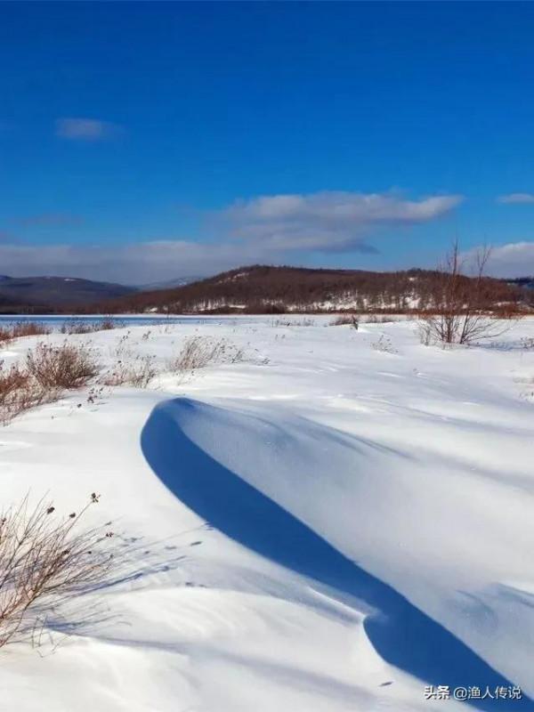 知青故事：狼天天偷羊終被抓，知青卻將它放生，兩年後狼救他一命