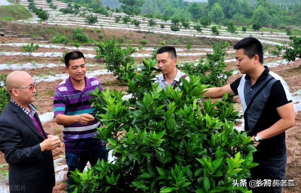 農業保險怎麼理賠，理賠標準是什麼？