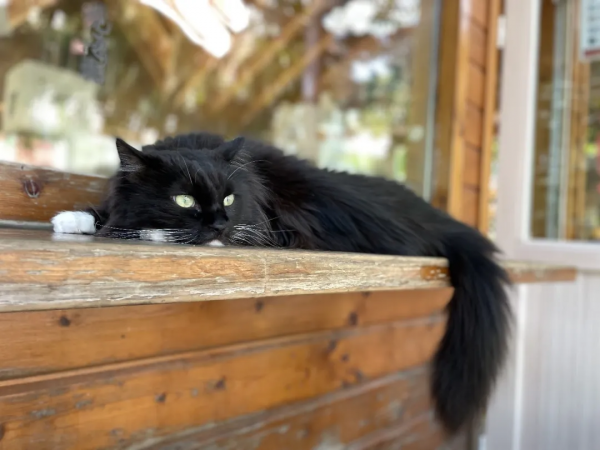 觀復貓新品:兩腳獸可吸貓“條” 觀復貓新品:兩腳獸可吸貓“條”