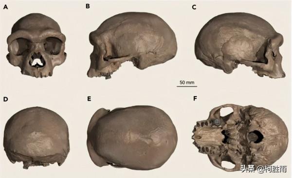 震撼！中國發現中更新世古人類新人種：龍人