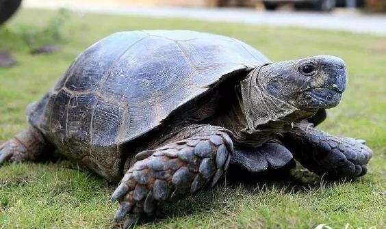 韓國最近三年來百起失火與貓星人有關，財物損失達1.41億韓元