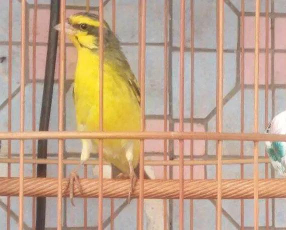 分享圖片&mdash;&mdash;美麗的金絲雀集錦