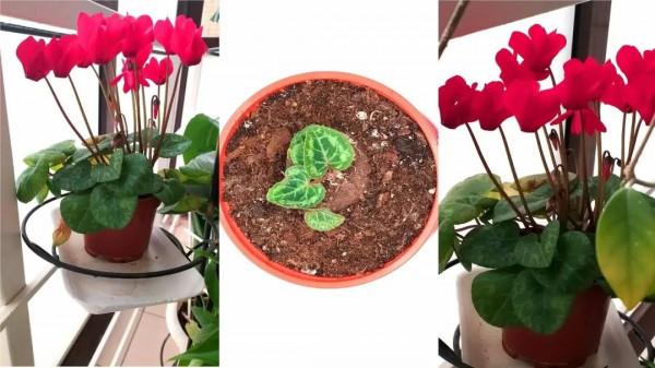 養盆栽仙客來掌握7點,養20~30年都不是問題,年年能開花 養盆栽仙客來掌握7點,養20~30年都不是問題,年年能開花