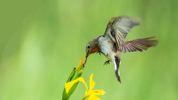 山西鳥類圖鑑 | ​紅喉姬鶲