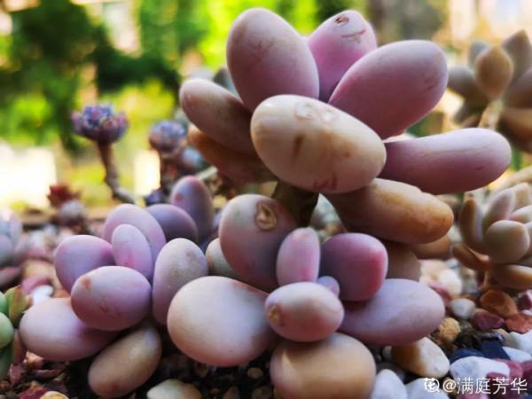 紅、黃、藍、黑，4種彩色多肉，你喜歡哪一款？