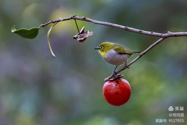 萌萌可愛小精靈——繡眼鳥