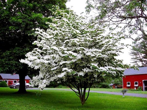 四照花～春有亮葉，夏花如蝶，秋有紅葉紅果，極具觀賞價值