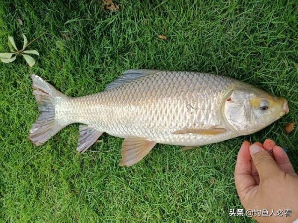 歷經一番驚險刺激的操作，小鉤成功博大魚一條……
