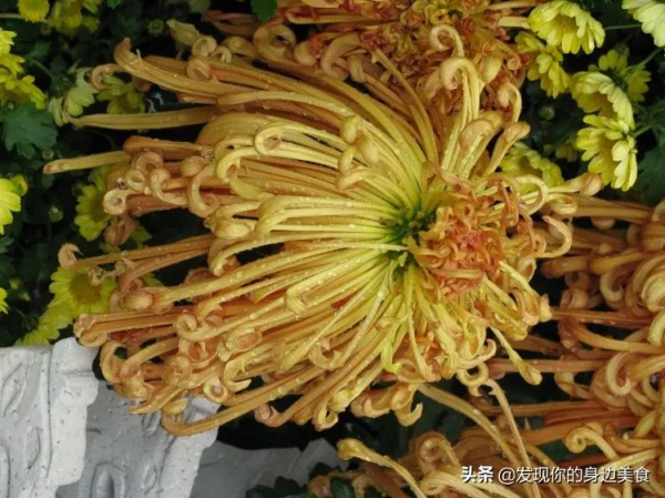 傲霜菊花奪人眼