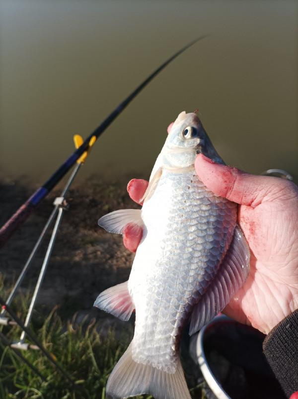 5米寬的河溝頻率逐漸加快，魚口竟然如此暴躁