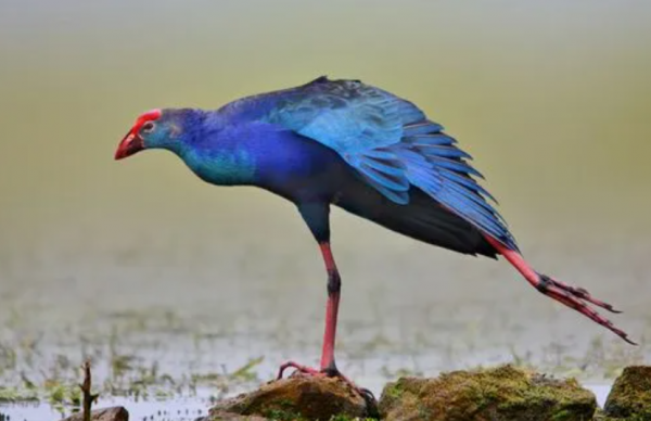 兩種消失在人類&OpenCurlyDoubleQuote;獵槍&rdquo;下的鳥類，新不列顛紫水雞與兼嘴垂耳鴉