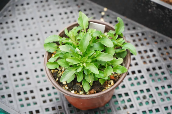 植物幼苗徒長不用怕，只要剪一剪，重新圓潤緊湊