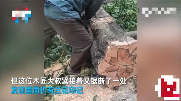100億?越南木匠鋸“鱷魚樹”驚現蘭花印!如何形成?為何這麼貴 100億?越南木匠鋸“鱷魚樹”驚現蘭花印!如何形成?為何這麼貴