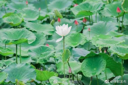 溫江這些賞荷勝地,驚豔整個夏天 溫江這些賞荷勝地,驚豔整個夏天