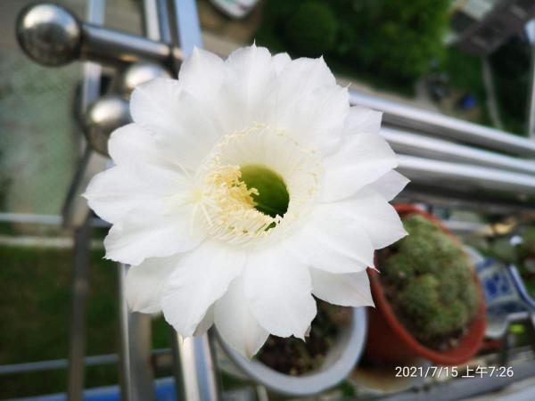 花期特短的4種花，美麗只在剎那間，能看到的都是緣分