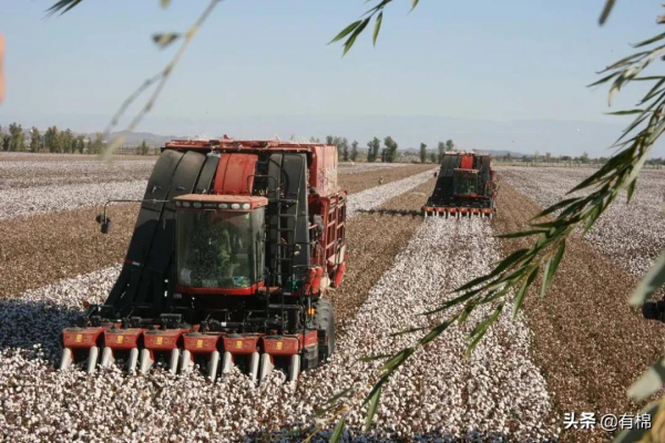 北疆棉花陸續開採，你知道今年的機採價格是多少嗎？