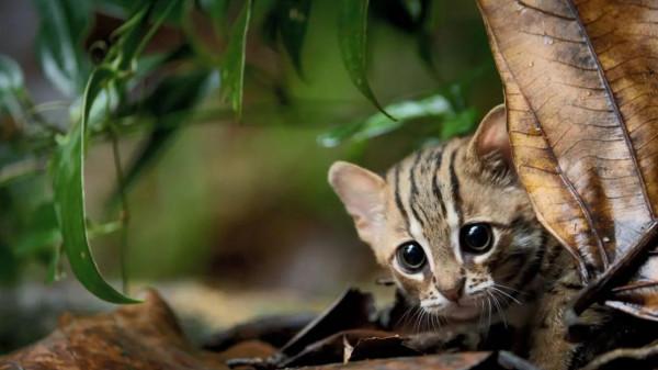 你知道世界上最小的貓是啥嗎？貓雖小但是比老虎獅子都要兇