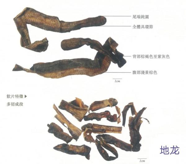 中藥古今研究:地龍 中藥古今研究:地龍