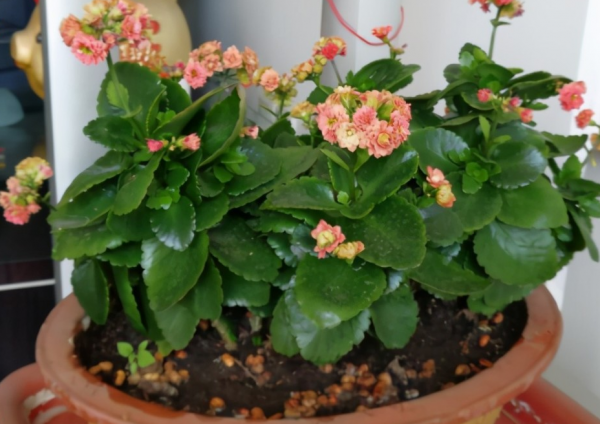 園藝小白入門,甭錯過這些施肥問題 園藝小白入門,甭錯過這些施肥問題