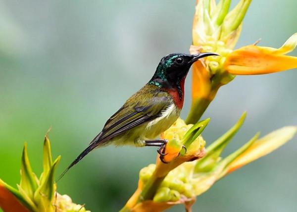 分享圖片,色彩斑斕,美麗無比的太陽鳥 分享圖片,色彩斑斕,美麗無比的太陽鳥
