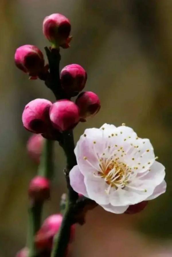 明日立冬，送你一組梅花圖，一首詩詞，願閤家團圓過暖冬