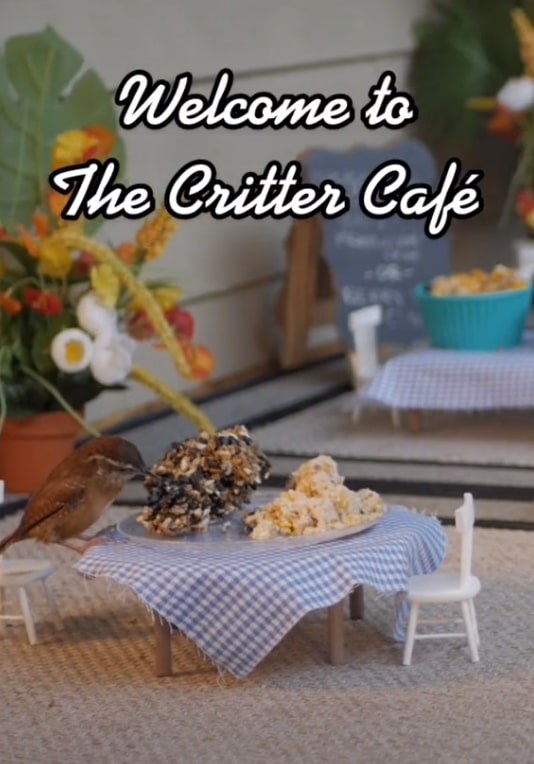 貓咪當店長,松鼠小鳥是食客,美國這個露天迷你咖啡店,太萌了 貓咪當店長,松鼠小鳥是食客,美國這個露天迷你咖啡店,太萌了