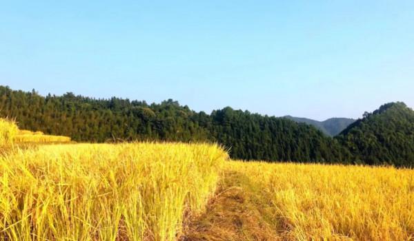 廣東絕美的秋色,都藏在了這4個小眾景點裡 廣東絕美的秋色,都藏在了這4個小眾景點裡