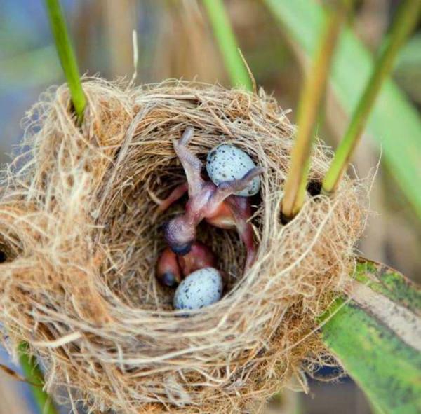 杜鵑鳥的蛋到底下到哪裡了？作業本上的記錄顯示似乎不是在封封