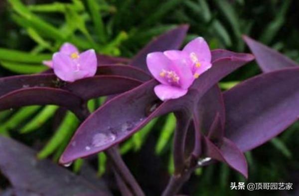 盤點15種適合庭院的彩葉植物，好看的庭院都需要一點不一樣的色彩