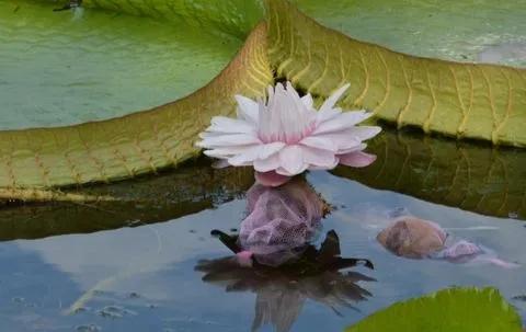 分享圖片，猶如曇花一現的王蓮開花，各種顏色，各種姿態大全