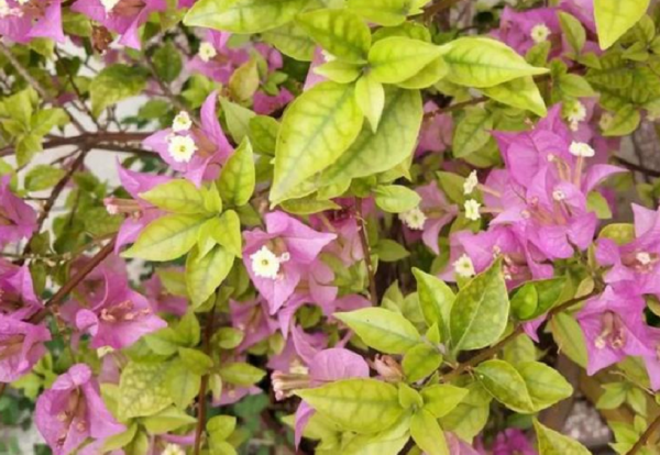 6種漂亮花，特別愛“吃醋”10天吃一杯，葉子油綠，花苞咕嚕嚕冒