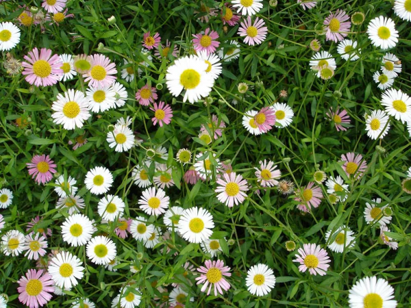 墨西哥飛蓬草,宿根花境裡高顏值、低維護植物 墨西哥飛蓬草,宿根花境裡高顏值、低維護植物