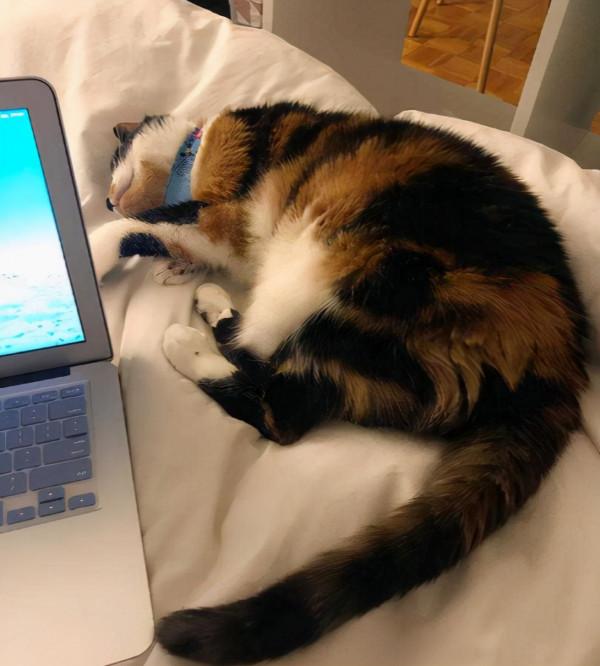 17歲老貓被嫌歲數大,拋棄在醫院,它自卑到不敢抬頭看人 17歲老貓被嫌歲數大,拋棄在醫院,它自卑到不敢抬頭看人