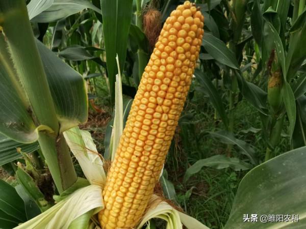 最高畝產2959斤，這個玉米品種，重新整理2021年玉米單產最高紀錄