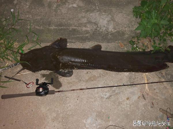 廣東男子釣獲十幾條鯰魚，以為是“塘鯴”隨手扔掉！網友：虧大了
