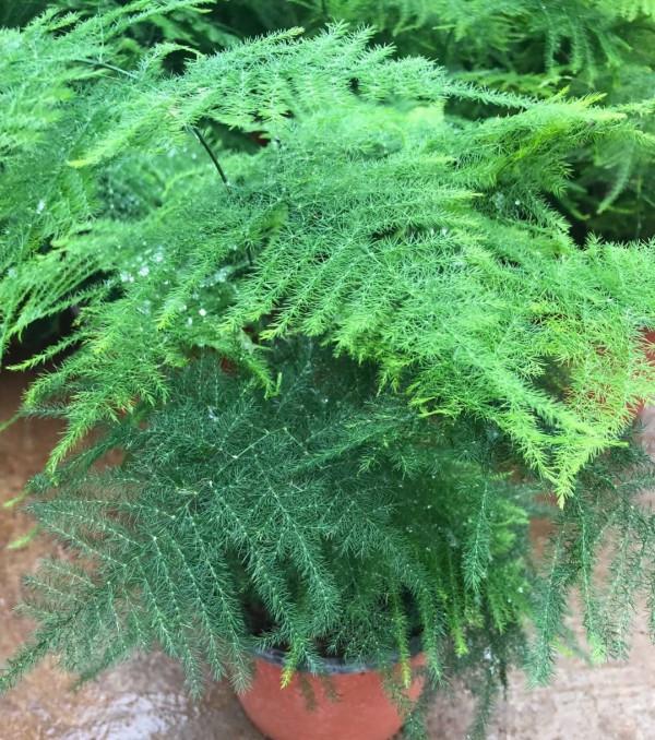 8種“吉祥花”,客廳養一盆,高貴又大氣,養人又“旺家” 8種“吉祥花”,客廳養一盆,高貴又大氣,養人又“旺家”