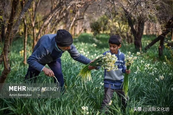 伊朗冬日波斯水仙盛開