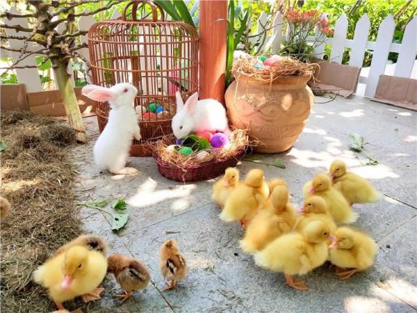 山東小夥辦寵物農場，賣萌寵年入1800萬，帶動村民走上致富路