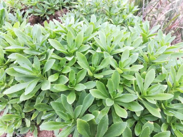 農村10種家常菜,種下去不打藥就有得吃,你家有多少種呢? 農村10種家常菜,種下去不打藥就有得吃,你家有多少種呢?