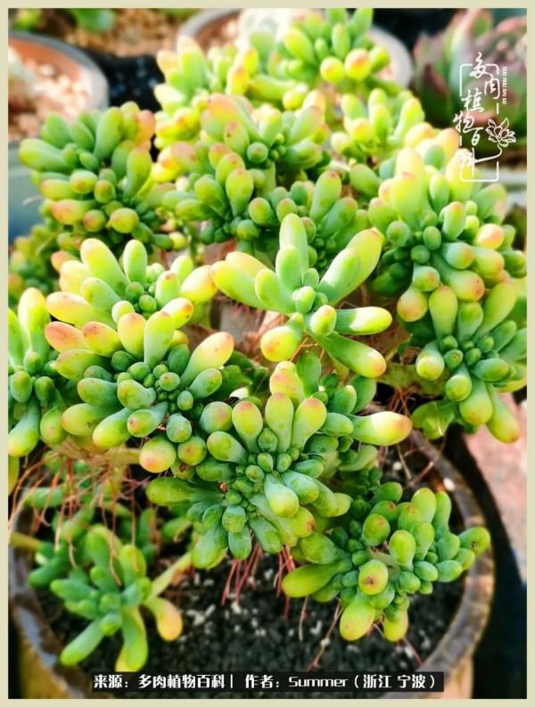 多肉小白2個月成功入坑:有我在,你們就負責變美吧 多肉小白2個月成功入坑:有我在,你們就負責變美吧