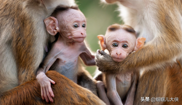 27種動物照片大集合,出生不久的小刺蝟長成這樣,大自然真神奇 27種動物照片大集合,出生不久的小刺蝟長成這樣,大自然真神奇