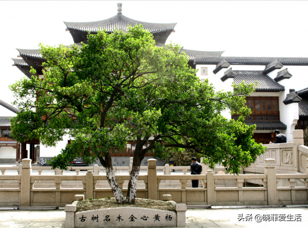 庭院常見的5種“吉祥樹”,高雅大氣有品位,養成老樁更“旺家” 庭院常見的5種“吉祥樹”,高雅大氣有品位,養成老樁更“旺家”