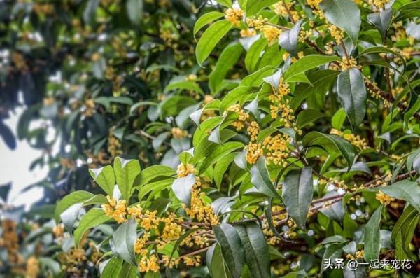 這些花好看不好養，年年都買樂此不疲，總有一種是你入坑的