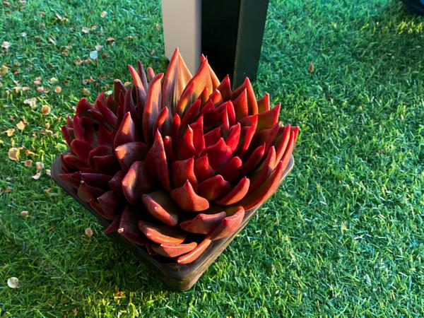 多肉弗蘭克出狀態很容易,想要多頭群生,大棚主的方法值得參考 多肉弗蘭克出狀態很容易,想要多頭群生,大棚主的方法值得參考