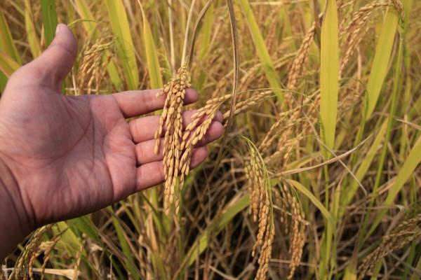 為啥農產品上漲，農民還說種地不賺錢？農民的話很實在