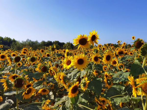 花海來啦!金卉莊園11月最美賞花季現已開啟!快來走“花路”吧! 花海來啦!金卉莊園11月最美賞花季現已開啟!快來走“花路”吧!